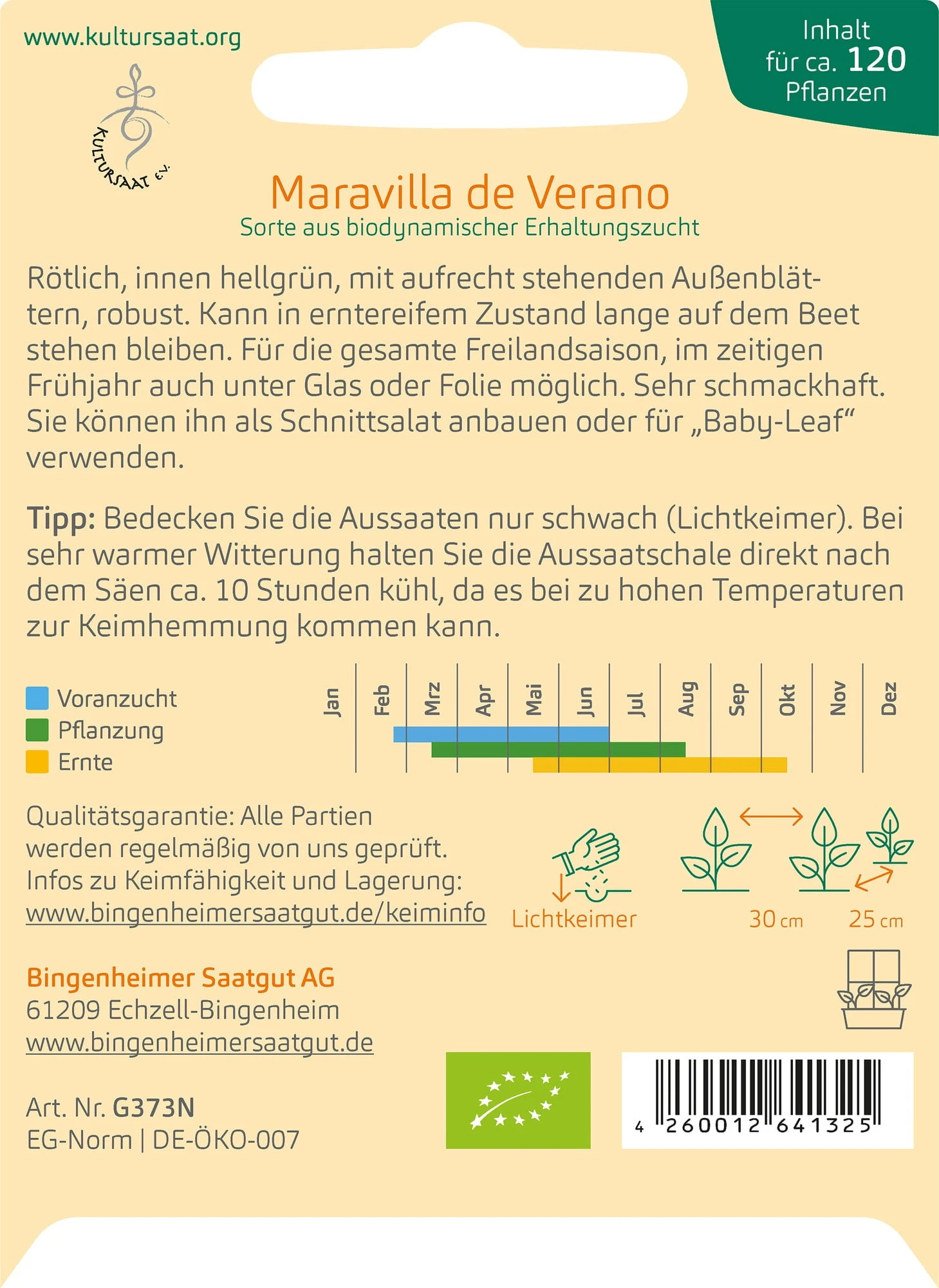 Insalata Di Batavia "Maravilla De Verano" 3 Insalata Di Batavia "Maravilla De Verano"