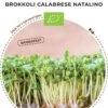 Semi Per Germogli Di Broccoli Bio - Calabrese Natalino 2 Semi Per Germogli Di Broccoli Bio - Calabrese Natalino -Giardino Perfetto bionana semi per germogli di broccoli bio calabrese natalino 1 paket 1695262 it