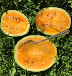 Anguria Bio - Solopoly