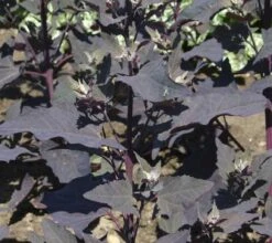 Bietolone Rosso, 5 G