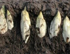 Cicoria "Barba Di Cappuccino", 3 G -Giardino Perfetto de bolster cicoria barba di cappuccino 3 g 1647246 it