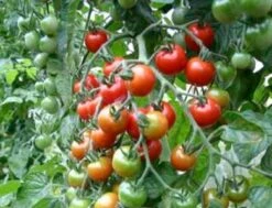 Pomodoro "Sugar Grape", 0,30 G