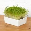 Pad Di Semi Per Microgreen - Senape -Giardino Perfetto heimgart tappetino per germinazione microgreen senape 1 st 813188 it