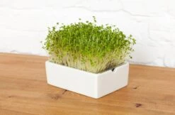 Pad Di Semi Per Microgreen - Senape