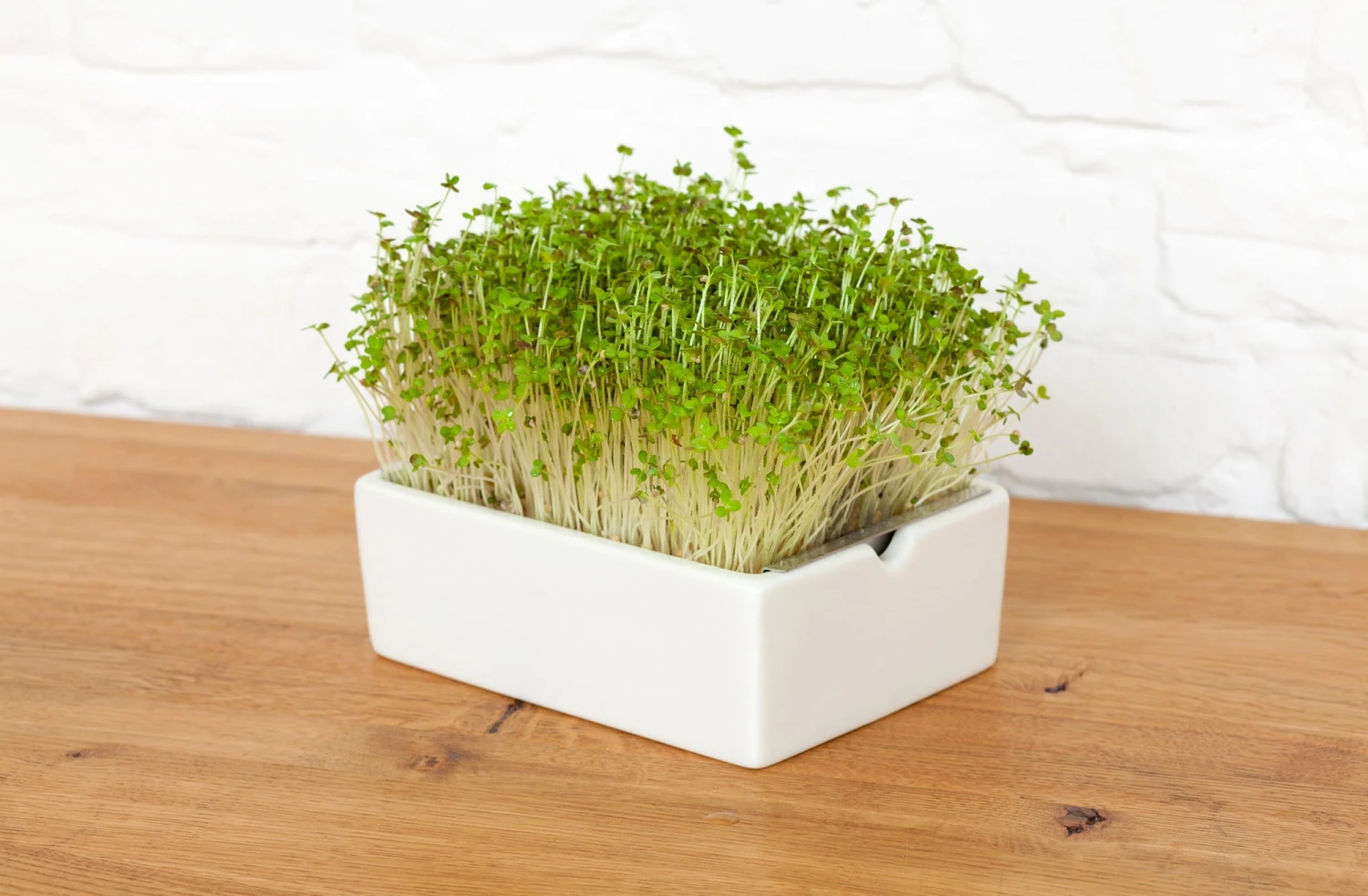Pad Di Semi Per Microgreen - Senape 3 Pad Di Semi Per Microgreen - Senape