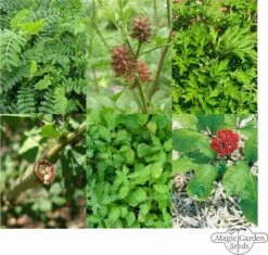 Erbe Medicinali Cinesi - Set Di Semi -Giardino Perfetto magic garden seeds erbe medicinali cinesi set di semi 1 set 1302373 it