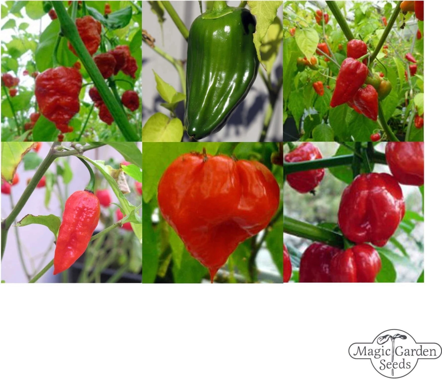 Le Varietà Di Peperoncino Più Piccanti Del Mondo - Set Di Semi, Set Regalo 9 Le Varietà Di Peperoncino Più Piccanti Del Mondo - Set Di Semi, Set Regalo - immagine 7