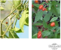 Peperoncini Selvatici - Set Di Semi