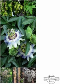 Piante Rampicanti Perenni - Set Di Semi, Set Di Semi 11 Piante Rampicanti Perenni - Set Di Semi, Set Di Semi -Giardino Perfetto magic garden seeds piante rampicanti perenni set di semi 1 set 1305699 it