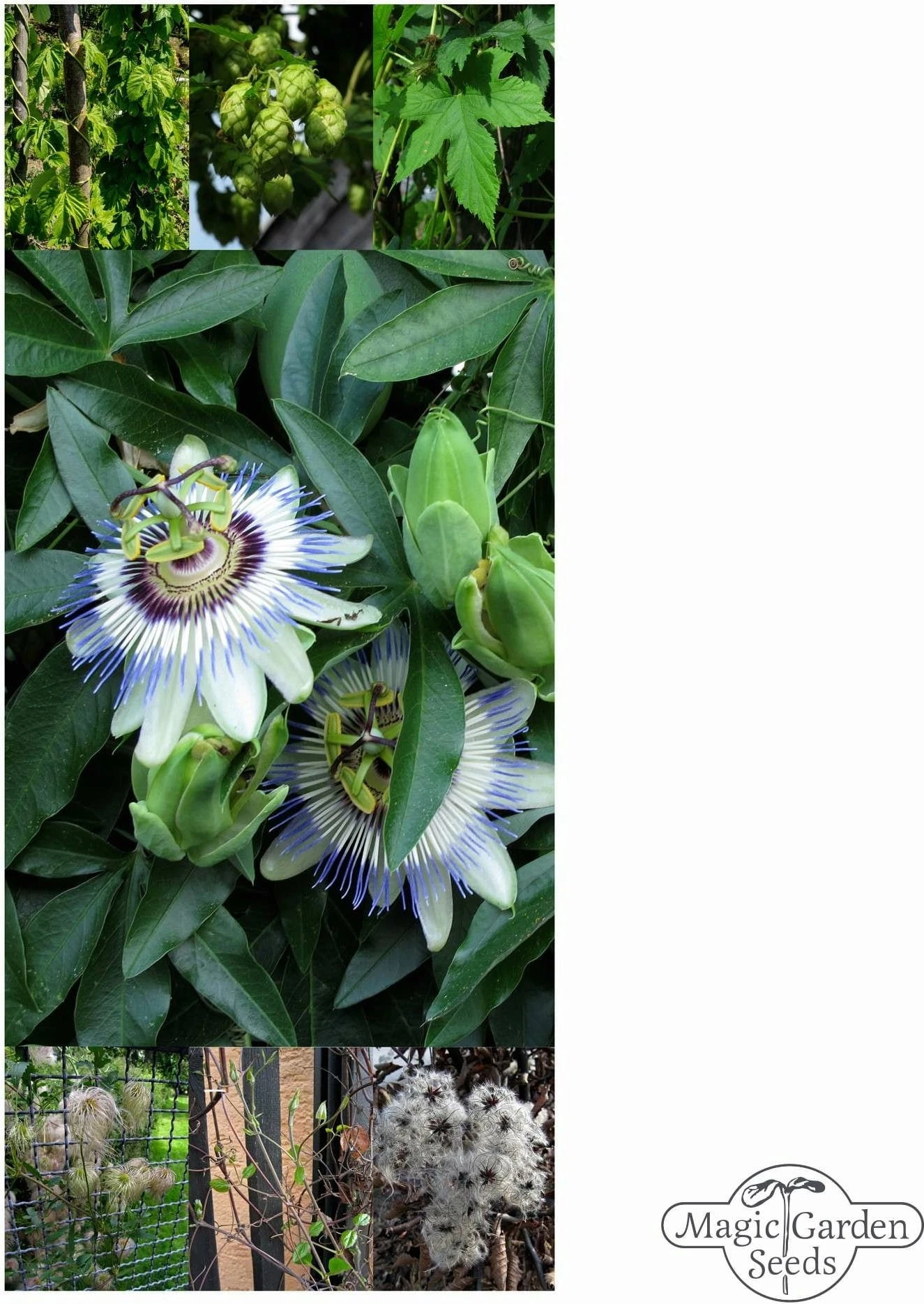 Piante Rampicanti Perenni - Set Di Semi, Set Di Semi 7 Piante Rampicanti Perenni - Set Di Semi, Set Di Semi - immagine 5