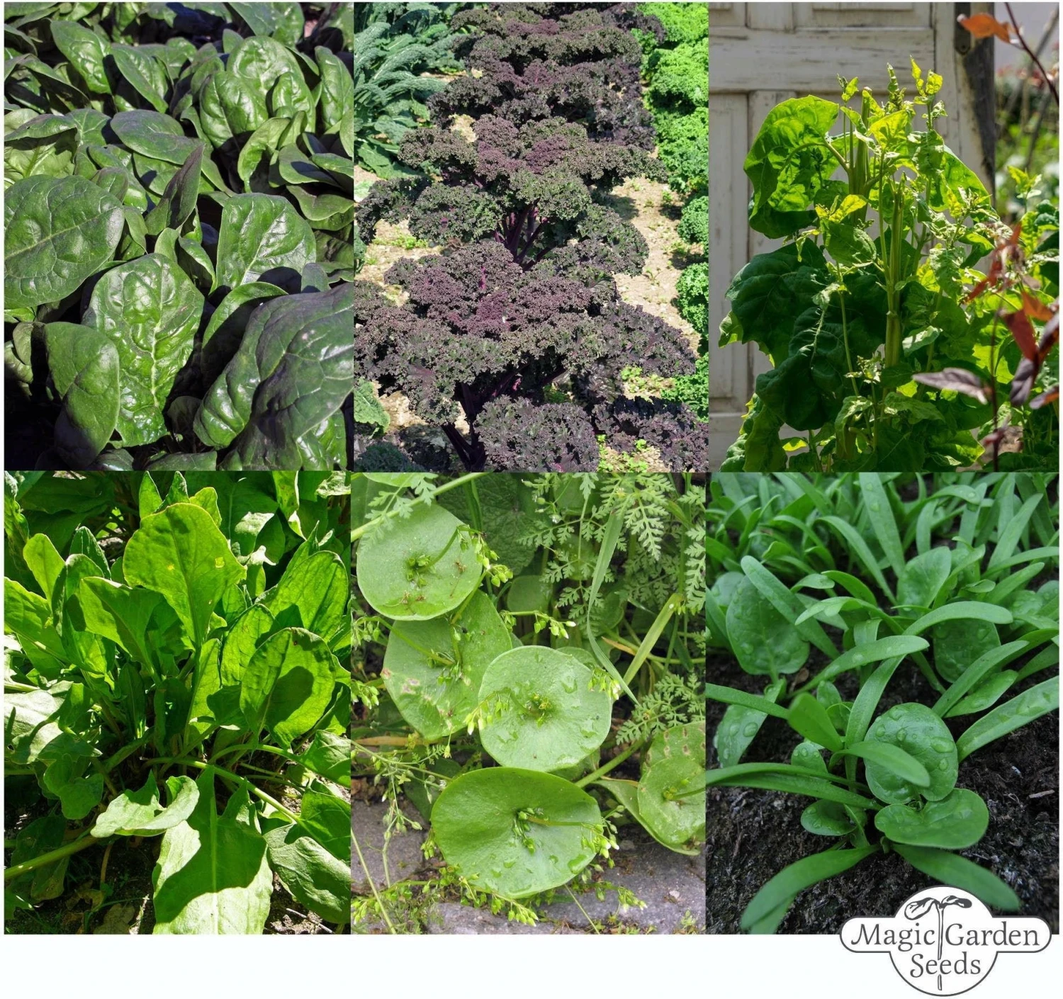 Verdure Per Frullati Verdi - Set Di Semi 3 Verdure Per Frullati Verdi - Set Di Semi