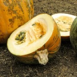 Semi Di Semi - 8 Zucche -Giardino Perfetto own grown semi di semi 8 zucche 1679564 it