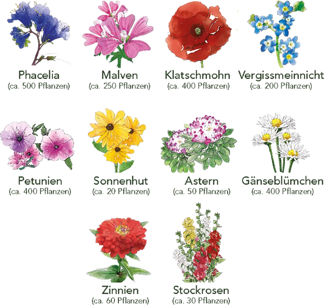 Set Di Semi - 10 Fiori Per Aiuola 8 Set Di Semi - 10 Fiori Per Aiuola - immagine 6