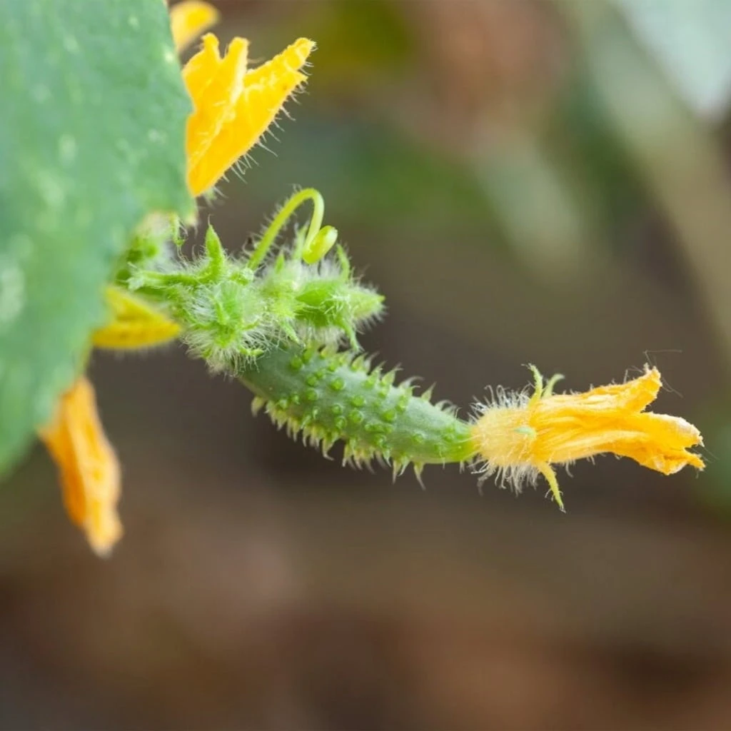 Set Di Semi - 6 Cetrioli 9 Set Di Semi - 6 Cetrioli - immagine 7