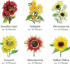 Set Di Semi - 6 Girasoli -Giardino Perfetto own grown set di semi 6 girasoli 1 set 1679266 it