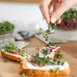 Set Di Semi - 8 Microgreens Bio 11 Set Di Semi - 8 Microgreens Bio -Giardino Perfetto own grown set di semi 8 microgreens bio 1679542 it