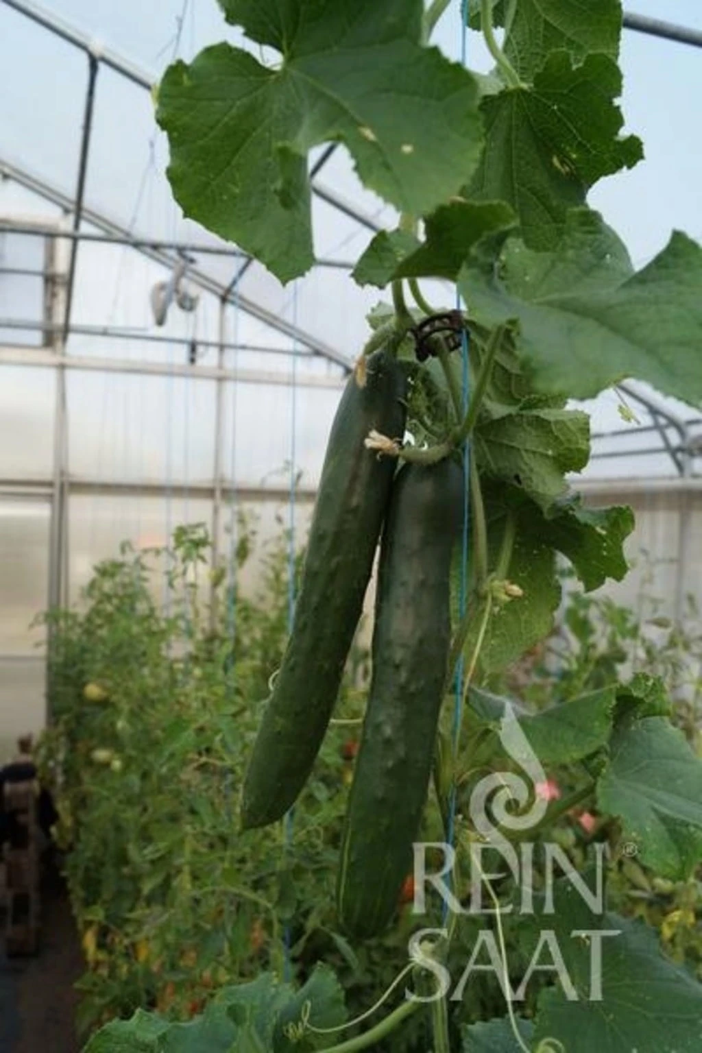 Cetriolo - Shintokiwa 4 Cetriolo - Shintokiwa - immagine 2