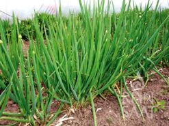 Cipollotto Bio - Cosmo