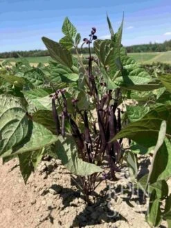 Fagiolino - Purple Queen