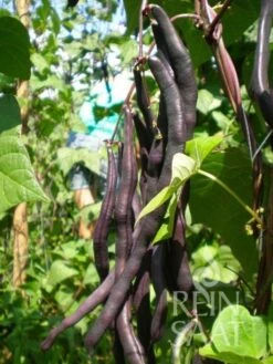 Fagiolo Rampicante "Blauhilde" -Giardino Perfetto reinsaat fagiolo rampicante blauhilde 1 paket 1665749 it