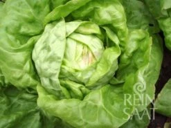 Lattuga - Regina Di Maggio