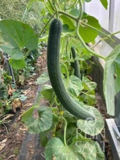 Melone Serpentino - Armenian Green