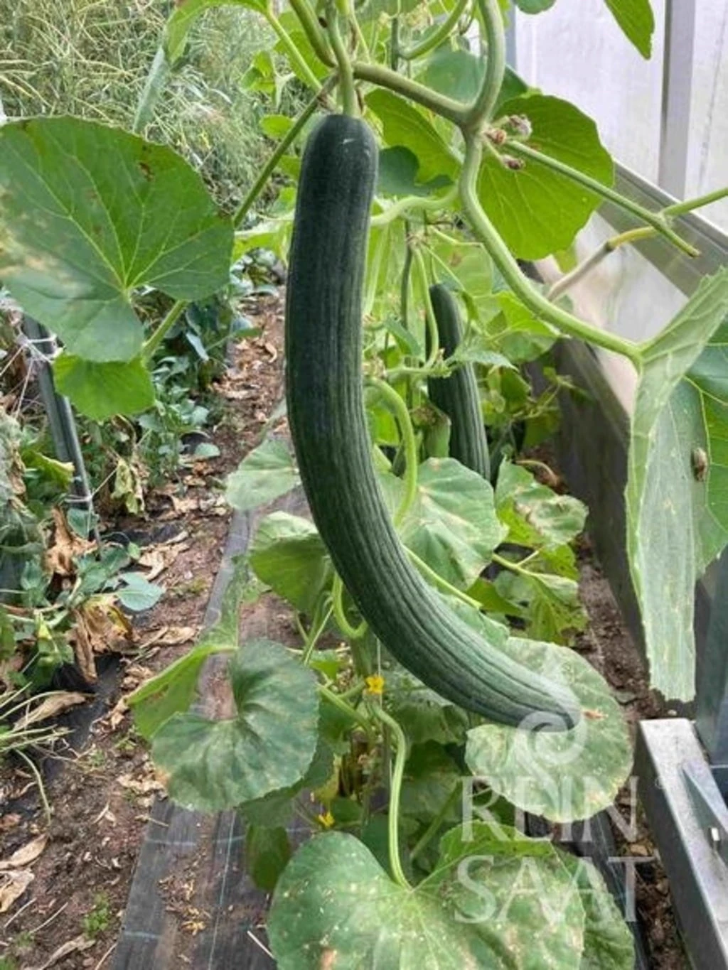 Melone Serpentino - Armenian Green 3 Melone Serpentino - Armenian Green