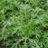 Mizuna -Giardino Perfetto reinsaat mizuna 1 paket 1676979 it