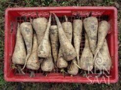 Pastinaca Di Mezza Lunghezza Bianca