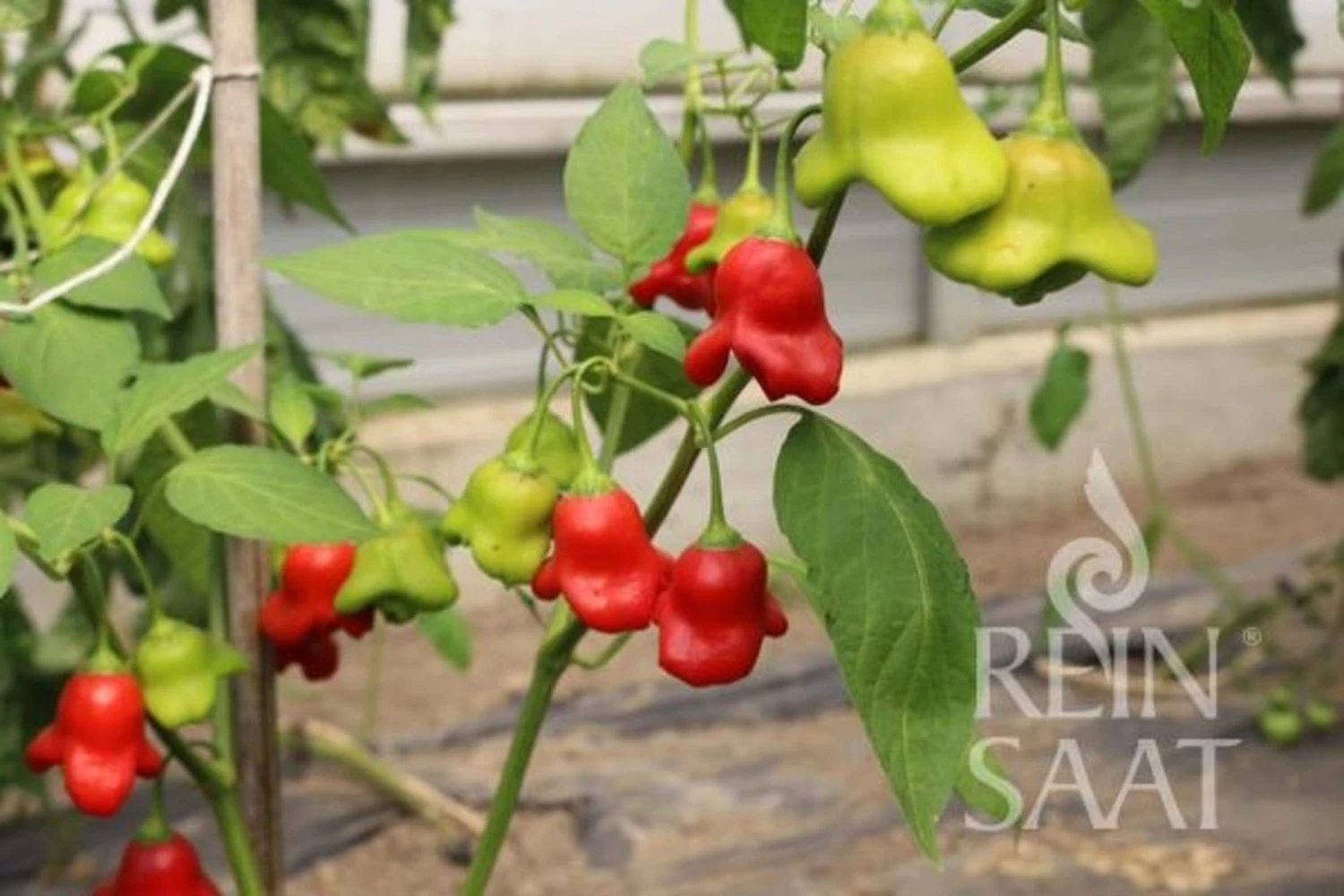 Peperoncino "Glockenpaprika" 4 Peperoncino "Glockenpaprika" - immagine 2