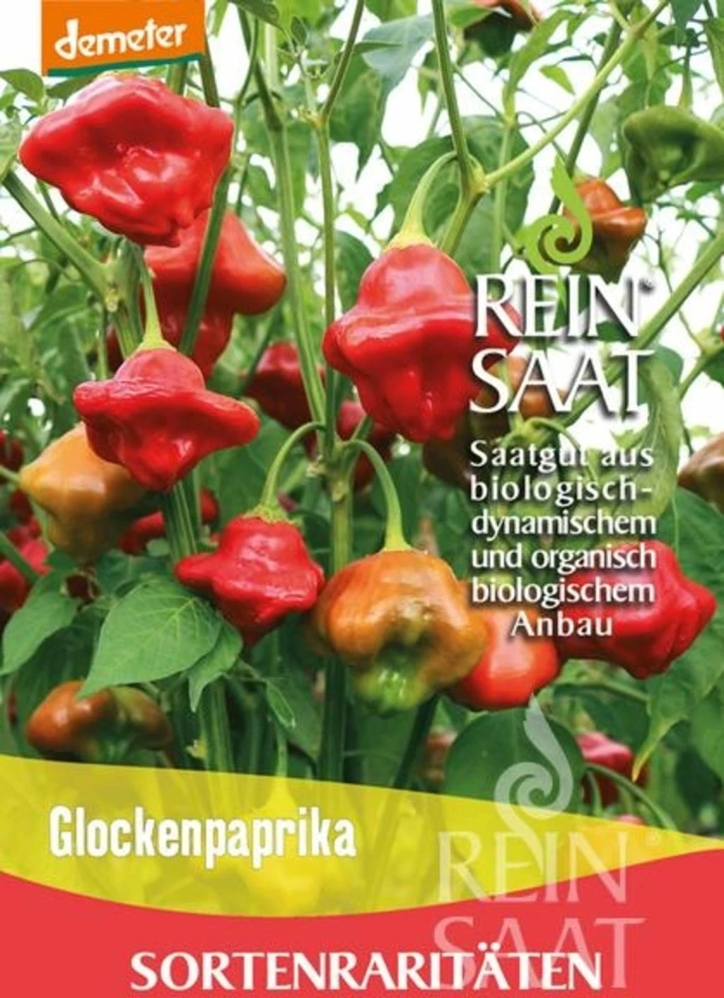 Peperoncino "Glockenpaprika" 3 Peperoncino "Glockenpaprika"