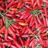 Peperoncino "Kusburnu" -Giardino Perfetto reinsaat peperoncino kusburnu 1 paket 1665478 it