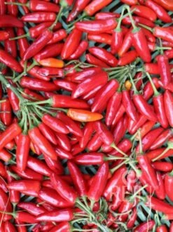 Peperoncino "Kusburnu"