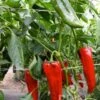 Peperone "Corno Rosso" -Giardino Perfetto reinsaat peperone corno rosso 1 paket 1665764 it