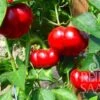 Peperone "Paradeisfrüchtig Frührot" 2 Peperone "Paradeisfrüchtig Frührot" -Giardino Perfetto reinsaat peperone paradeisfruechtig fruehrot 1665458 it
