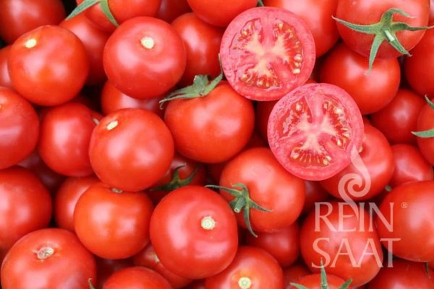 Pomodoro - Jani 4 Pomodoro - Jani - immagine 2