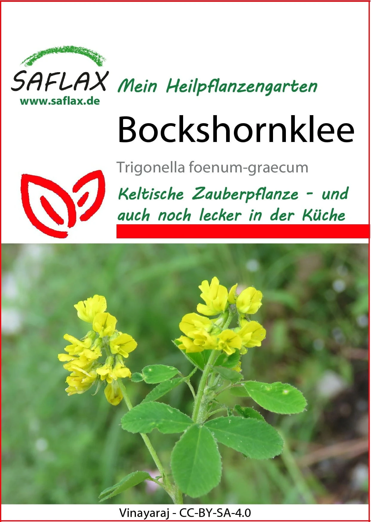 Fieno Greco 4 Fieno Greco - immagine 2