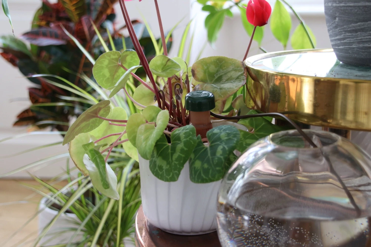 Set Di Blumat Per Piante D'Appartamento, 3 Pz. 7 Set Di Blumat Per Piante D'Appartamento, 3 Pz. - immagine 5