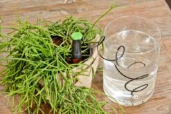 Windhager Irrigatore Automatico, 1 Pezzo -Giardino Perfetto windhager irrigatore automatico 764027 it