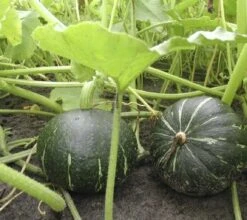 Zucca Dolce "Hokkaido Verde", 3 G 5 Zucca Dolce "Hokkaido Verde", 3 G -Giardino Perfetto zucca dolce hokkaido verde 3 g 1647420 it