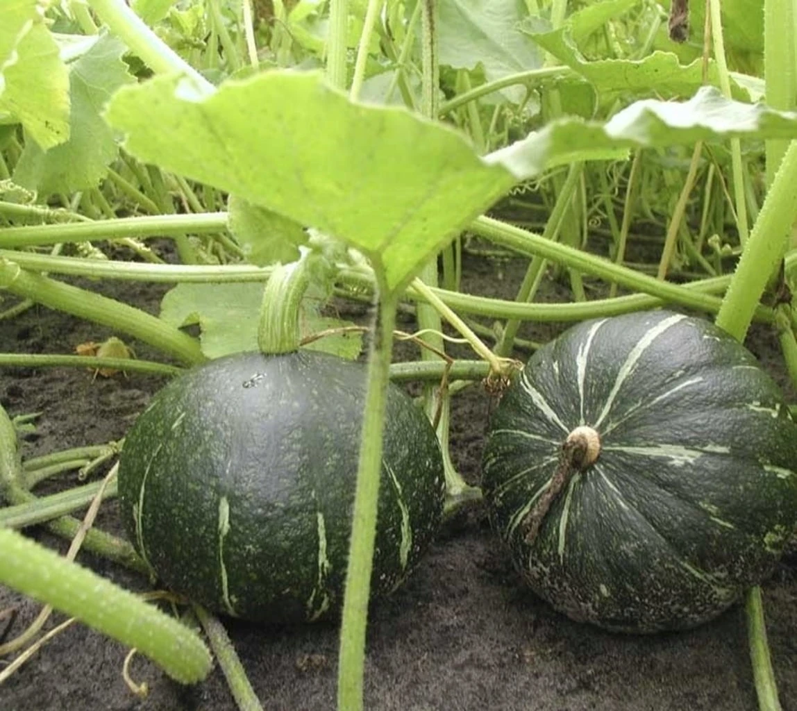 Zucca Dolce "Hokkaido Verde", 3 G 4 Zucca Dolce "Hokkaido Verde", 3 G - immagine 2